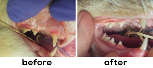 cat tooth extraction complications symptoms