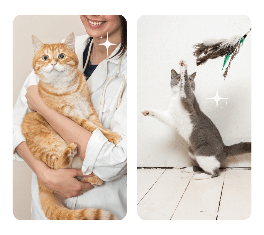Collage image of vet holding a cat and a playful cat