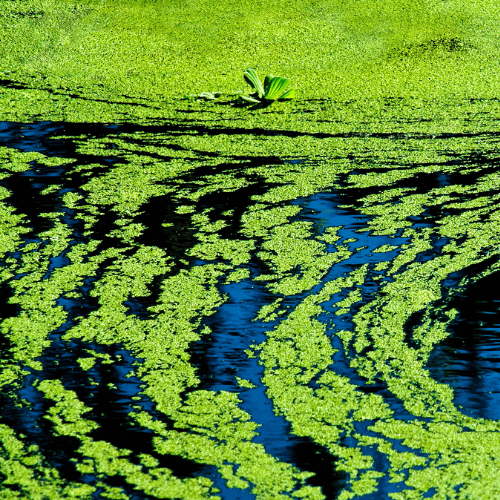 Blue-Green Algae<br />
