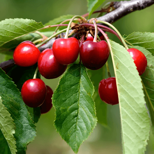 Cherry Tree<br />
