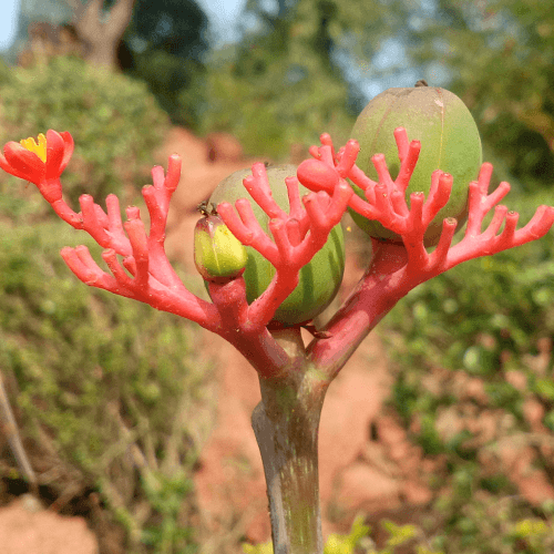 Coral Plant<br />
