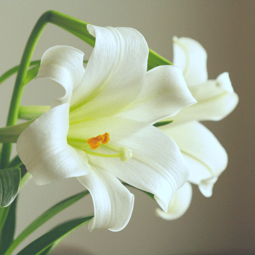 Easter Lily 