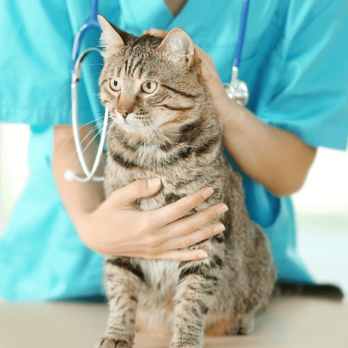 Veterinarian holding and petting a cat sitting on table