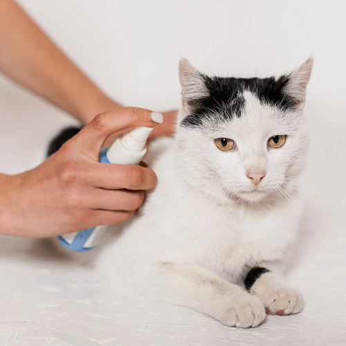 Person spraying flea preventive on a cat