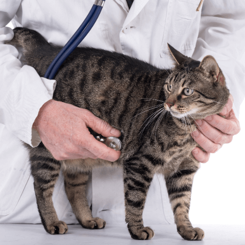 Veterinarian examining a cat standing on a table