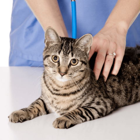 Cat Acupuncture In Metairie, LA | Cat Hospital Of Metairie - Cat Uti Treatment Using Acupuncture