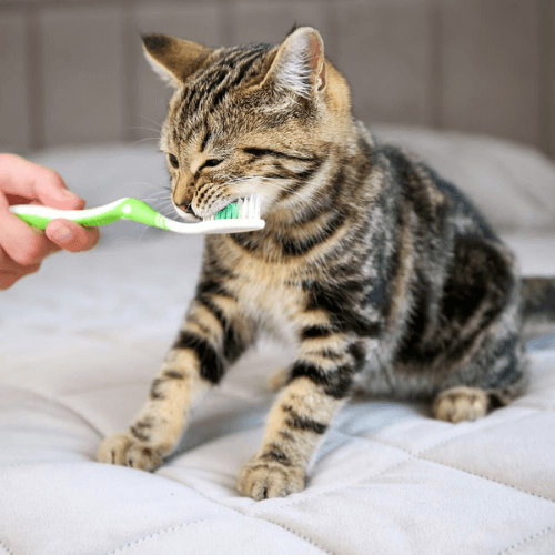 Person brushing a cat's teeth