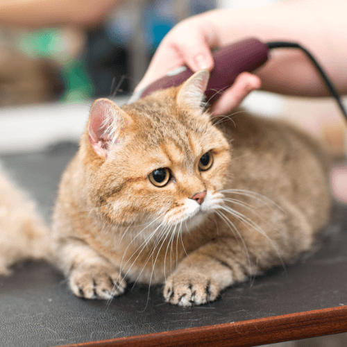 Cat laying on table being groomed by a groomer