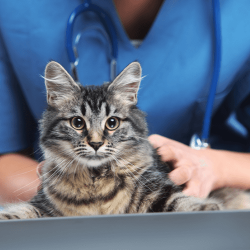 A veterinarian with stethoscope holding a cat on table