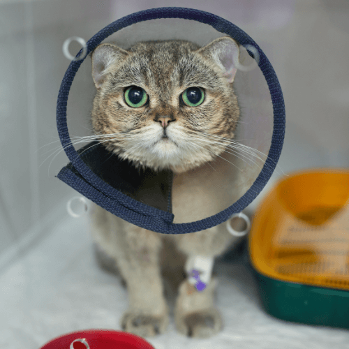 Cat wearing a surgical collar