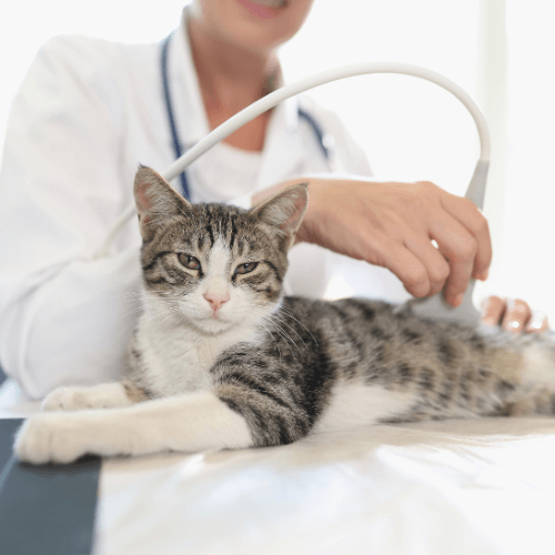 Veterinarian performing ultrasound for a cat