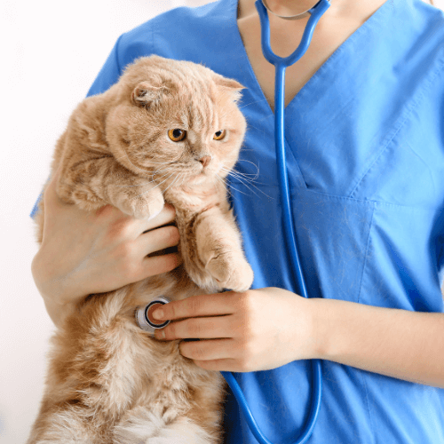 Vet holding a cat in hand and examining it