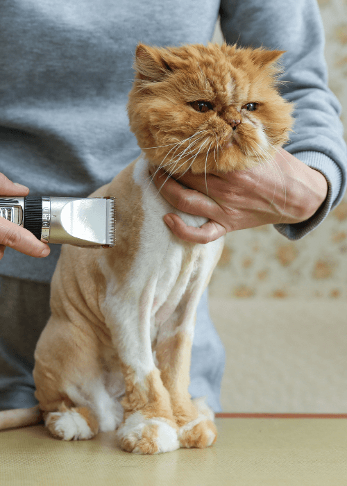 Person doing lion cut for a cat