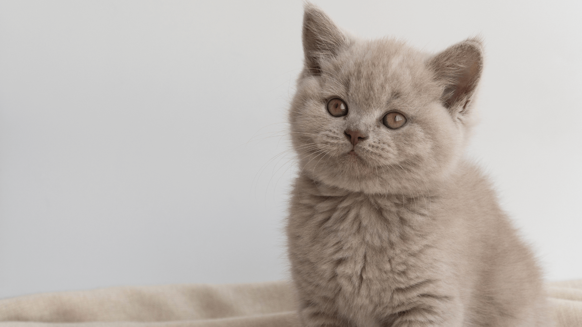 Payment Options For Vet Care | Cat Hospital Of Metairie