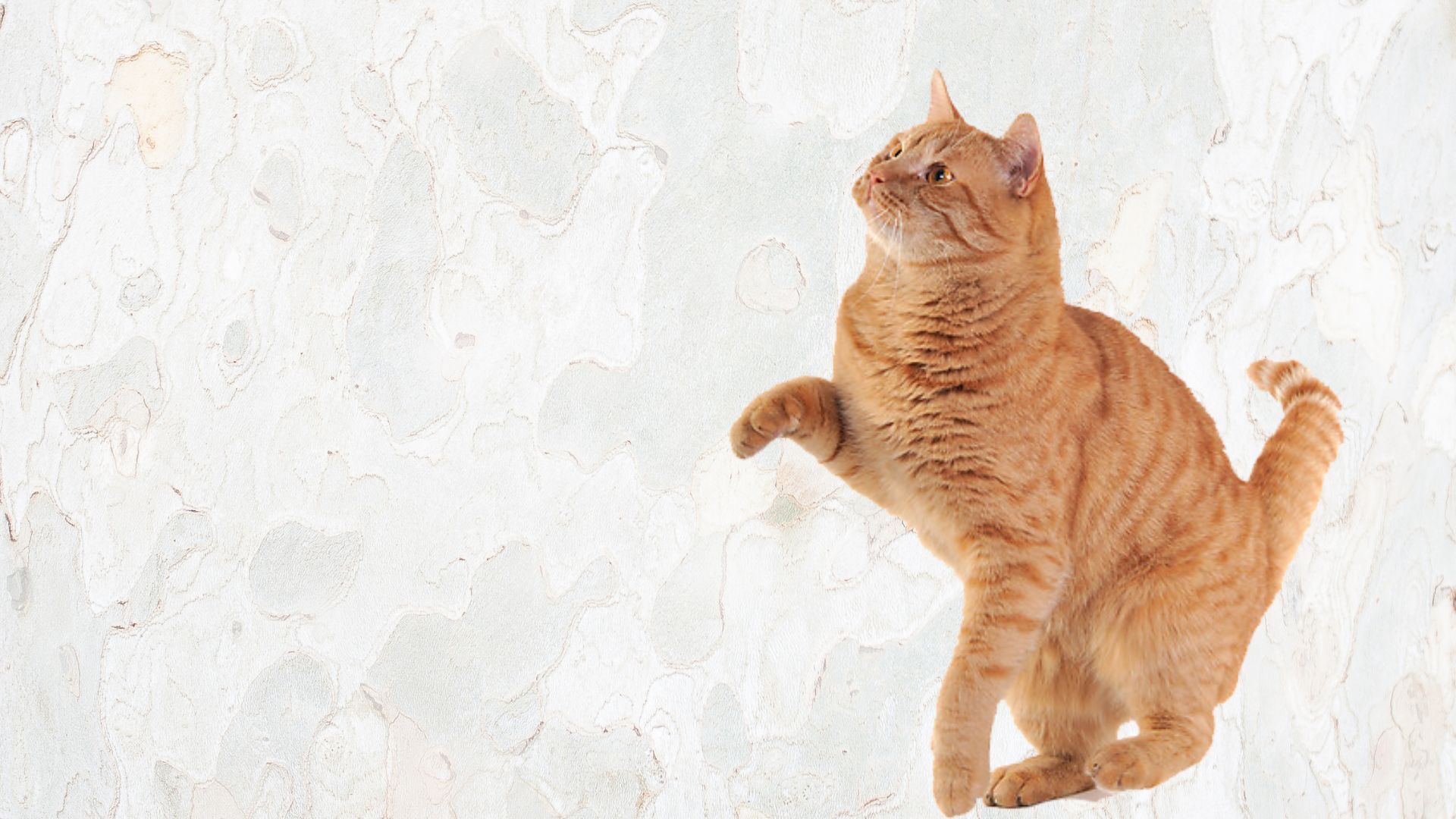Cat Acupuncture In Metairie, LA | Cat Hospital Of Metairie - Cat Uti Treatment Using Acupuncture