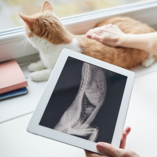 Veterinarians taking X-ray of a cat